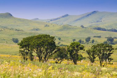 Yaz peyzaj ağaçları ve kayaları