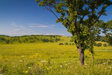 Yaz peyzaj ağaçları ve kayaları