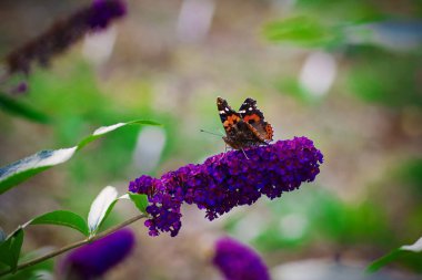 Güzel mor çiçek ve kelebek 