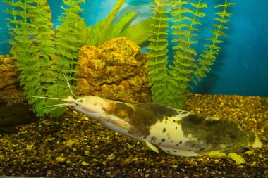 Tropikal balıklı akvaryumun yakın çekim görüntüsü