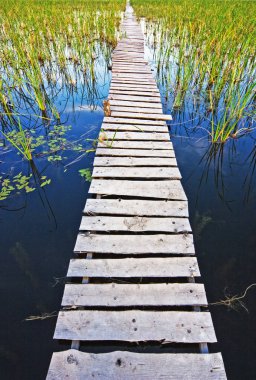 Kamış ile büyümüş gölden çürük ahşap köprü