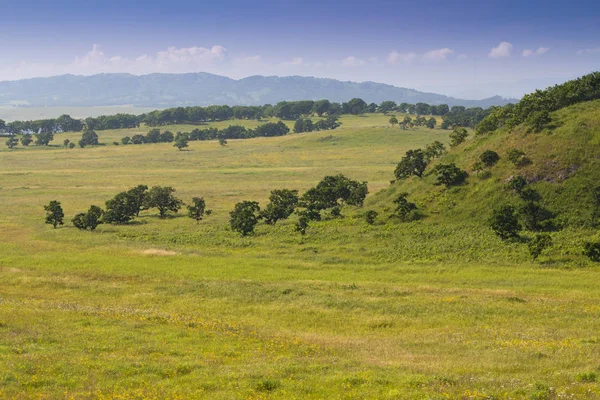 Zomer Landschap Met Bomen Rotsen — Stockfoto