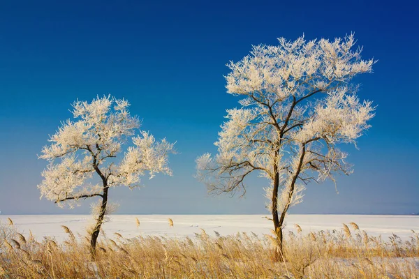 Paesaggio Selvaggio Alberi Invernali — Foto Stock
