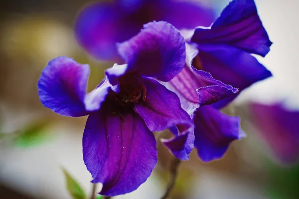 보라색 꽃 — 스톡 사진