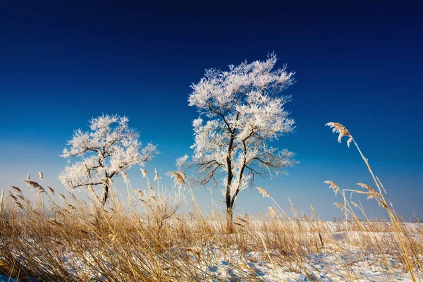 Wild Landscape Winter Trees — Stock Photo, Image