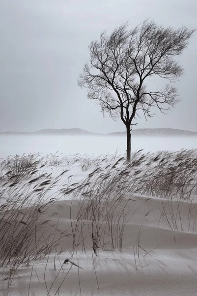 Όμορφη Μοναχικό Δέντρο Χειμώνα Χιονισμένο Τοπίο — Φωτογραφία Αρχείου