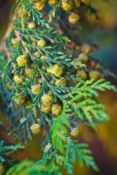 Immergrüner Zweig Mit Zapfen — Stockfoto