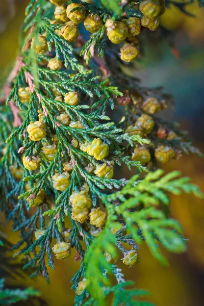 Immergrüner Zweig Mit Zapfen — Stockfoto