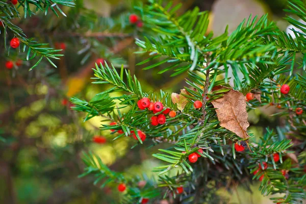 Giftiger Eibenzweig Mit Roten Beeren — Stockfoto