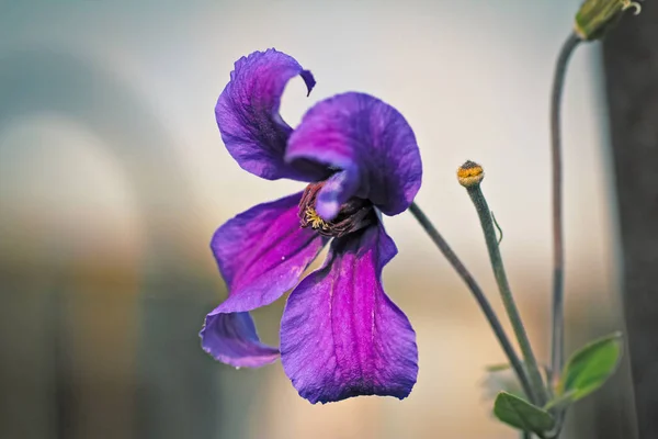 Bela Flor Roxa Close — Fotografia de Stock