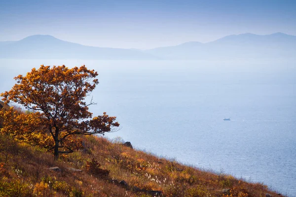 Dağdaki Parlak Sonbahar Ağacı — Stok fotoğraf