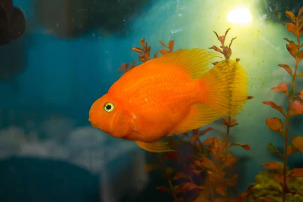 Primo Piano Vista Dei Pesci Che Vivono Nell Acquario — Foto Stock