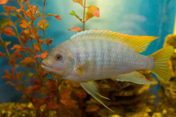 Poissons Tropicaux Vivant Dans Aquarium — Photo