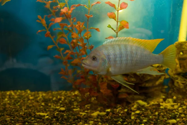 Peixes Tropicais Que Vivem Aquário — Fotografia de Stock