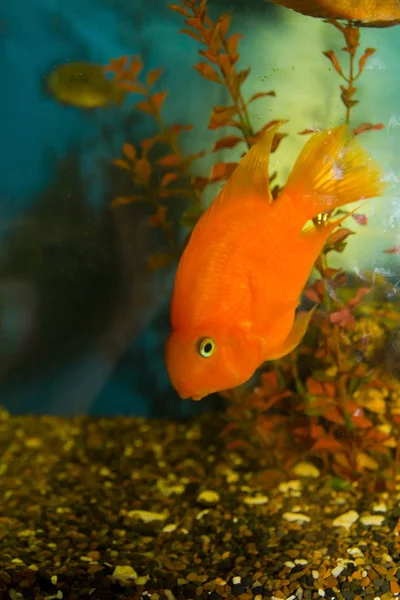 Vista Cerca Del Acuario Con Peces Tropicales —  Fotos de Stock