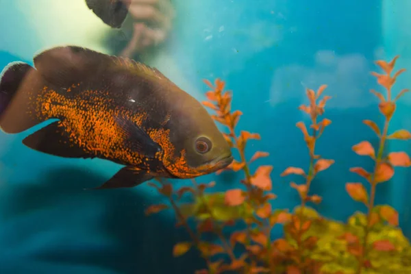 Vista Perto Aquário Com Peixes Tropicais — Fotografia de Stock