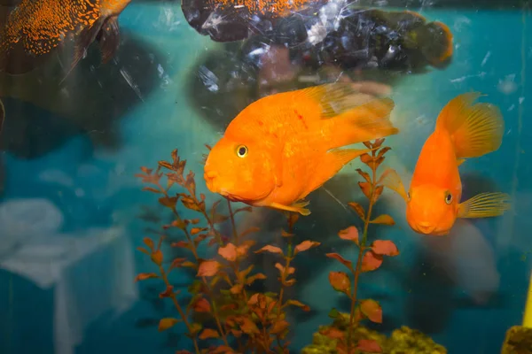 Vista Ravvicinata Dell Acquario Con Pesci Tropicali — Foto Stock