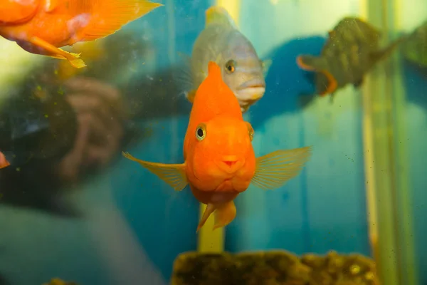 Tropical Fish Living Aquarium — Stock Photo, Image