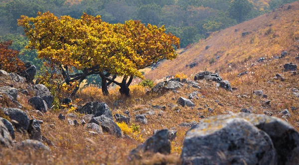 Bright Autumn Tree Mountain — Stock Photo, Image