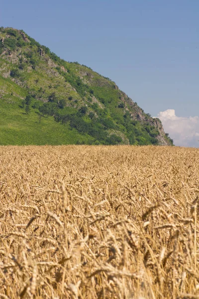 Gyllene Vete Växer Ett Fält — Stockfoto