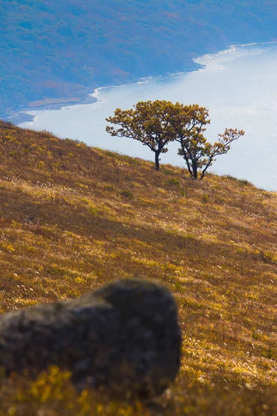 Dağdaki Sonbahar Ağacı — Stok fotoğraf