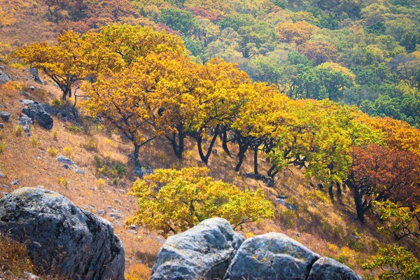 Bright Autumn Tree Mountain — Stock Photo, Image
