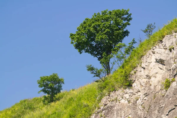 Landschaft Mit Einem Baum Auf Einem Felsen — Stockfoto