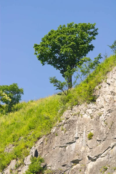 Paysage Avec Arbre Sur Rocher — Photo