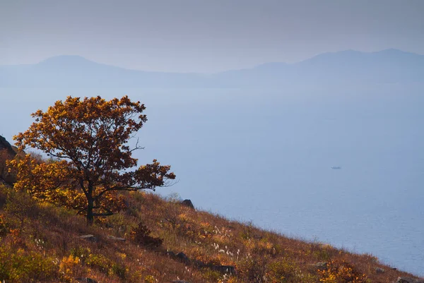 Árbol Otoño Brillante Montaña —  Fotos de Stock