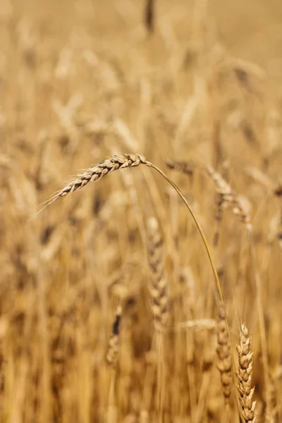 Gyllene Vete Växer Ett Fält — Stockfoto