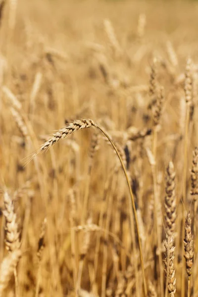 Grano Dorato Che Cresce Campo — Foto Stock