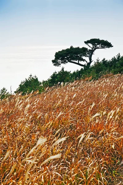 Paisaje Otoñal Árbol Fondo Del Mar —  Fotos de Stock