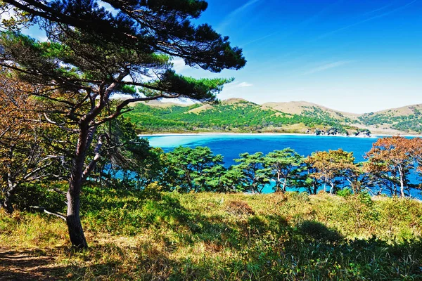 Höstlandskap Ett Träd Bakgrund Havet — Stockfoto