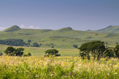 Yaz peyzaj ağaçları ve kayaları