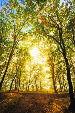 sonbahar ağaçlar ve onların yansıma su