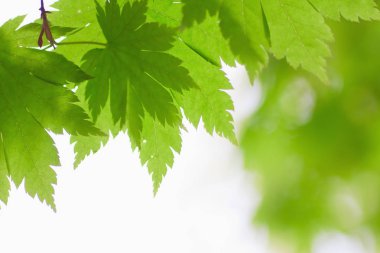 Taze bahar yaprakları gün ışığında parlıyor.