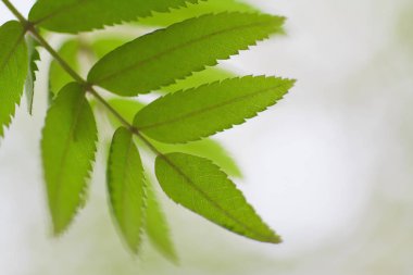 Taze bahar yaprakları gün ışığında parlıyor.