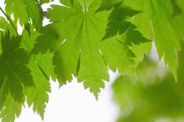 Taze bahar yaprakları gün ışığında parlıyor.