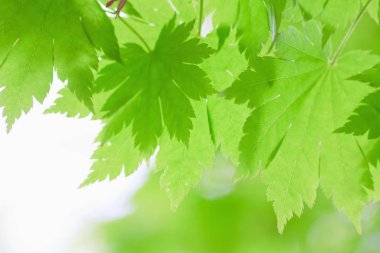 Taze bahar yaprakları gün ışığında parlıyor.