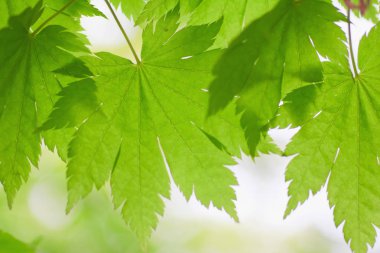 Taze bahar yaprakları gün ışığında parlıyor.