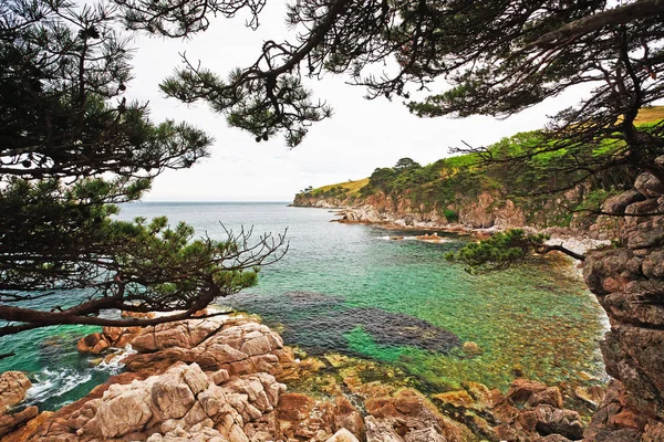 Bomen Groeien Een Eiland Zee Van Japan — Stockfoto