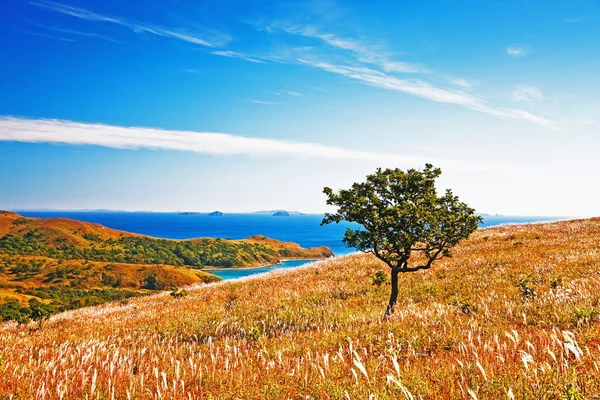 Jesień Krajobraz Drzewo Tle Morza — Zdjęcie stockowe