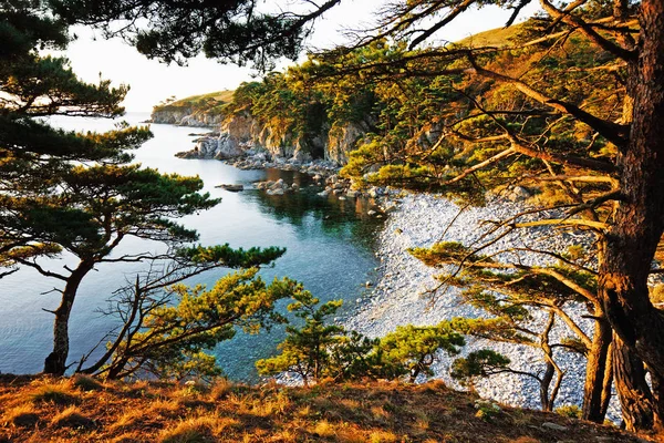 Pine Grave Ceder Aan Oever Van Zee — Stockfoto