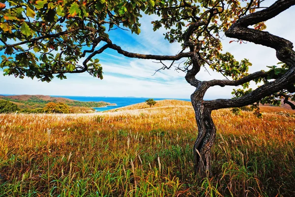 Paysage Automne Arbre Sur Fond Mer — Photo