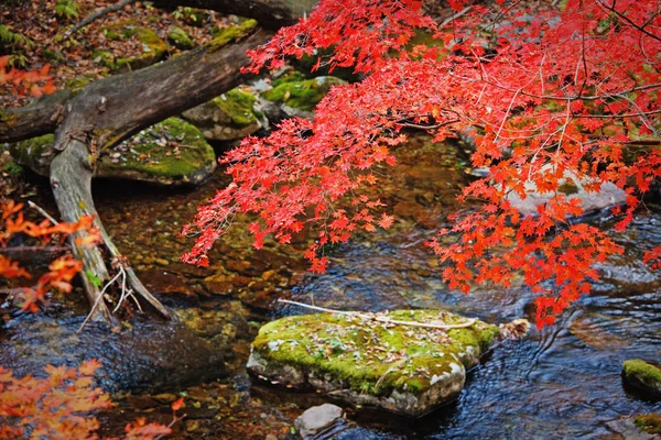 Podzimní Stromy Jejich Odraz Vodě — Stock fotografie