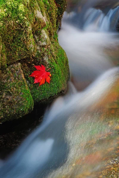 Autumn Landscape Stormy Mountain River — Stock Photo, Image