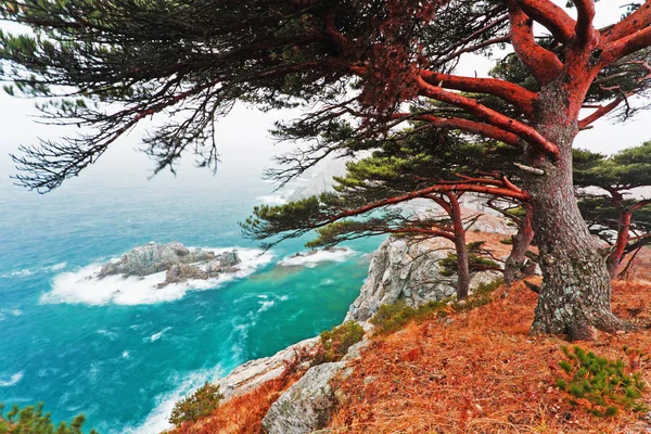 Meereslandschaft Zeder Auf Einer Felsigen Insel — Stockfoto