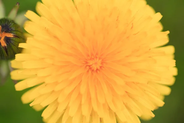 Joyous Spring Dandelion Close — Stock Photo, Image