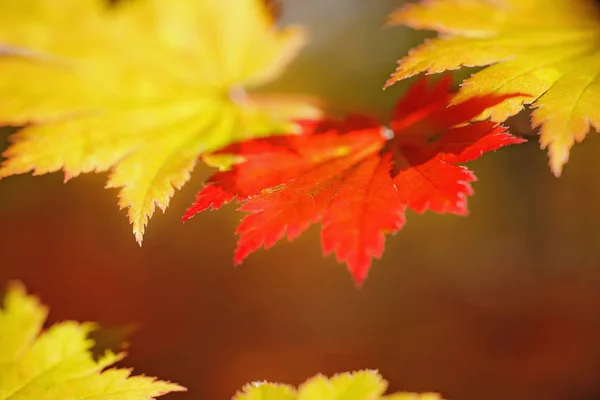 秋天的森林里 枝条上有鲜艳的枫叶 — 图库照片