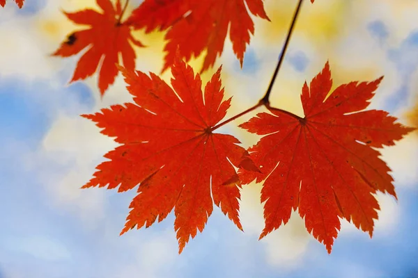 Vista Cerca Hojas Coloridas Otoño —  Fotos de Stock